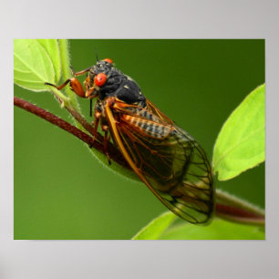 Cicada Print