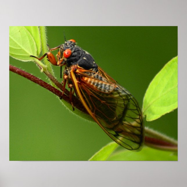 Cicada Print (Front)