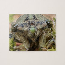Cicada puzzle