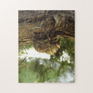 Cicada shell. It was in a hurry. Jigsaw Puzzle