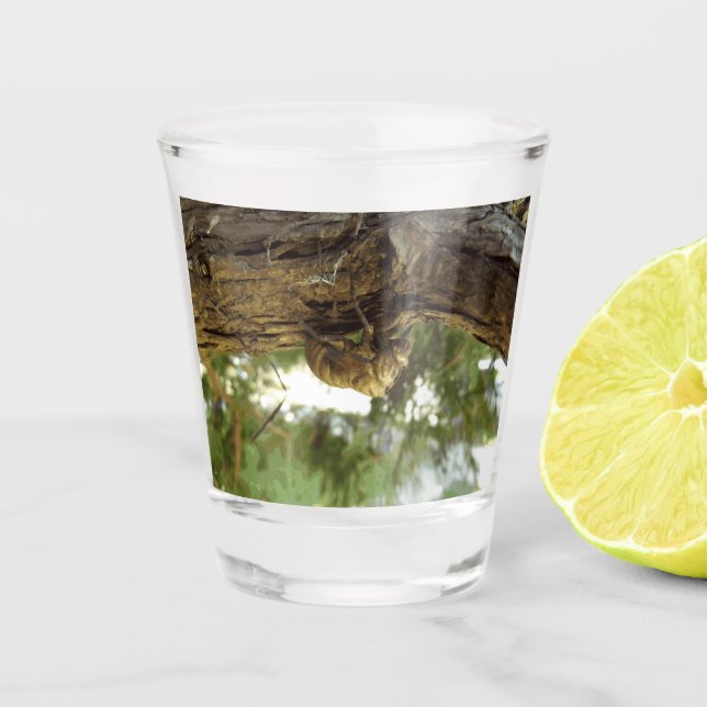 Cicada shell. It was in a hurry. Shot Glass (Front)