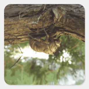 Cicada shell. It was in a hurry. Square Sticker