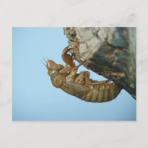 Cicada Shell. Postcard