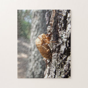 Cicada Shell Puzzle
