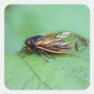 Cicada Square Sticker