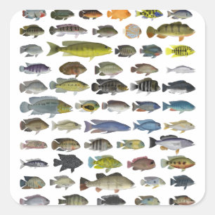 Cichlid Group Poster Square Sticker