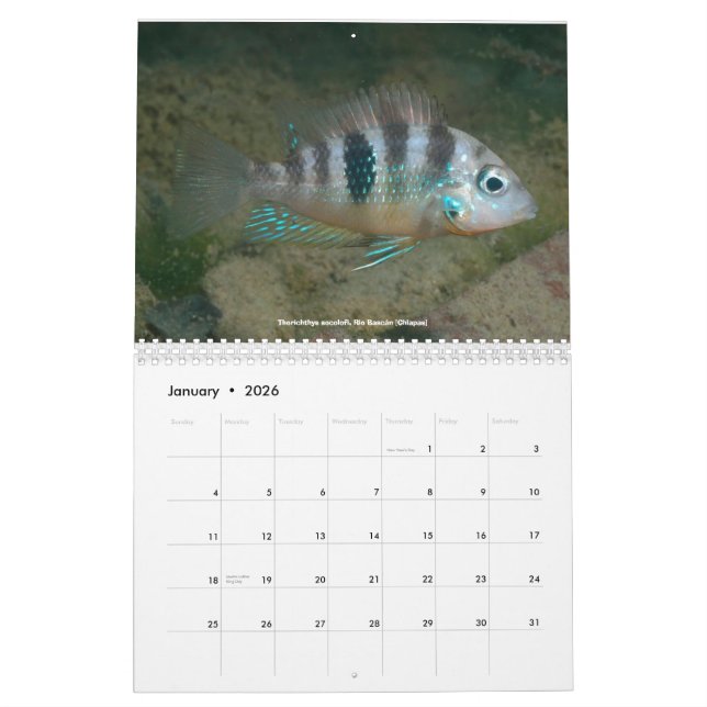 Cichlids of Mexico Calendar (Jan 2026)