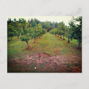 Cider Flats apple orchard Hinckley Minnesota  Postcard