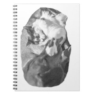 Cider Notes in Company Notebook