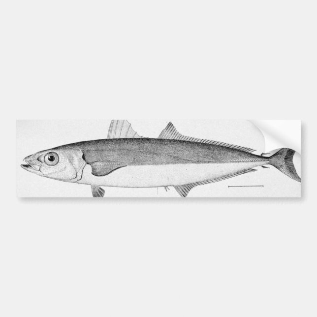 Cigar Fish Bumper Sticker (Front)