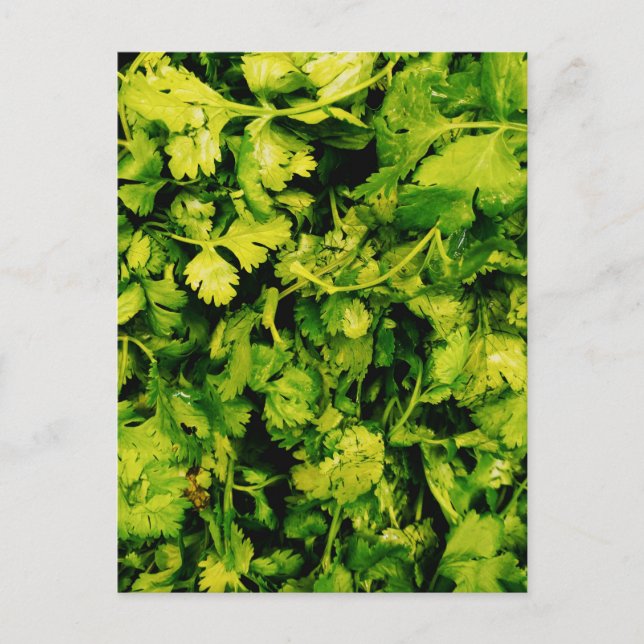 Cilantro / Coriander Leaves Postcard (Front)