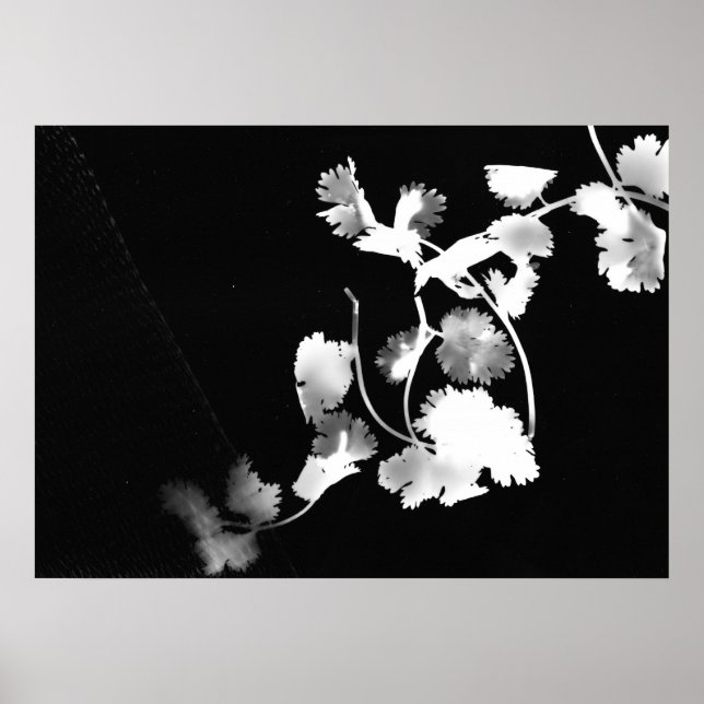 Cilantro Photogram Poster (Front)