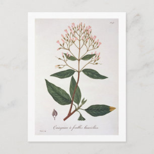 Cinchona from 'Phytographie Medicale' by Joseph Ro Postcard