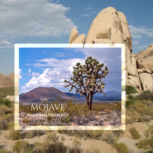 Cinder Cones, Joshua Tree, Mojave N Preserve, CA Postcard (Creator Uploaded)