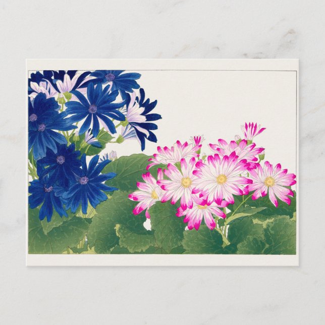 Cineraria by Tanigami Konan Postcard (Front)