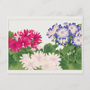 Cineraria by Tanigami Konan Postcard