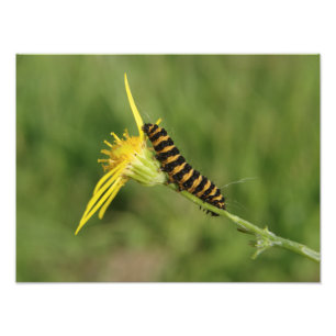 Cinnabar Moth Caterpillar On Ragwort Photo Print