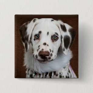 Cinnabon Dalmatian 15 Cm Square Badge