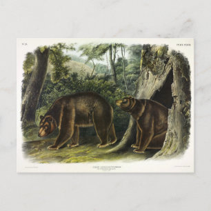 Cinnamon Bear from Audubon's Quadrupeds Postcard