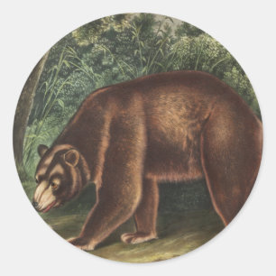 Cinnamon Bear (Ursus Americanus var. Cinnamonum) Classic Round Sticker