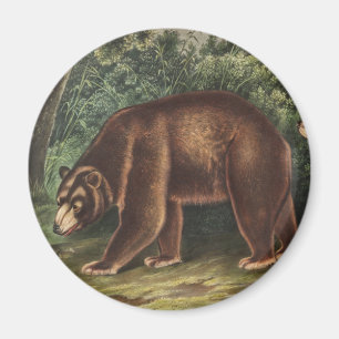 Cinnamon Bear (Ursus Americanus var. Cinnamonum) Magnet