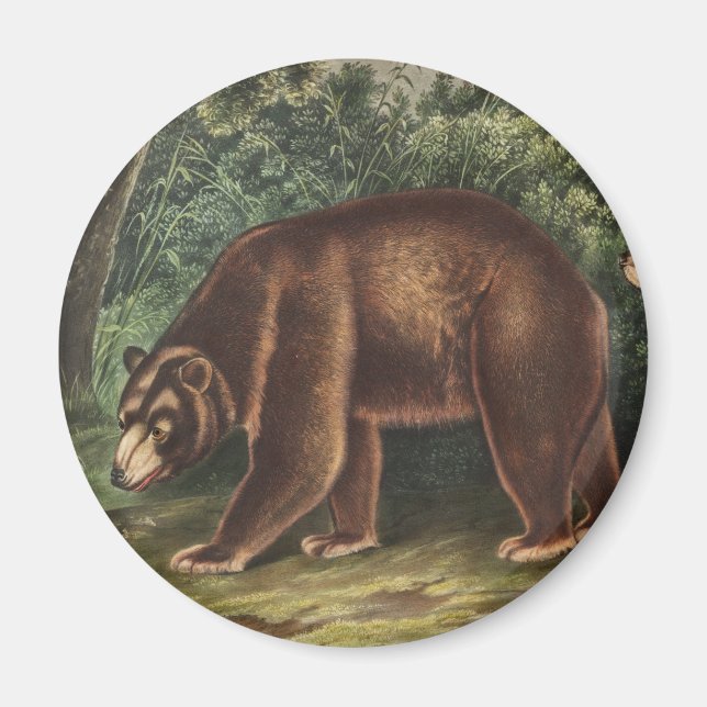 Cinnamon Bear (Ursus Americanus var. Cinnamonum) Magnet (Front)