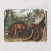 Cinnamon Bear (Ursus Americanus var. Cinnamonum)