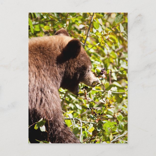 Cinnamon Black Bear Postcard (Front)