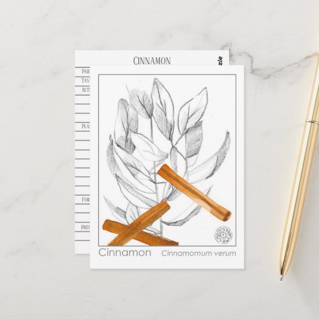 Cinnamon Spice Materia Medica Monograph Herbal  Postcard (Front/Back In Situ)