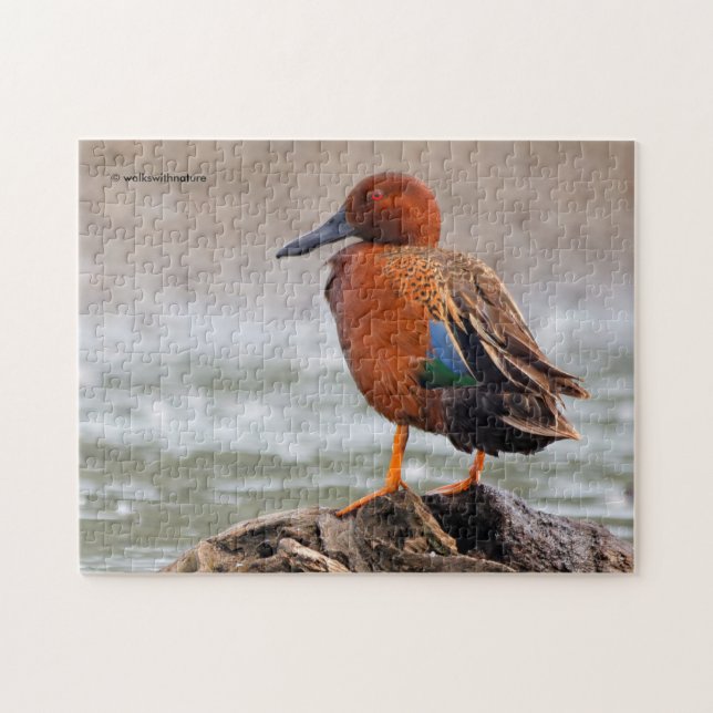 Cinnamon Teal Drake Looks Back Jigsaw Puzzle (Horizontal)