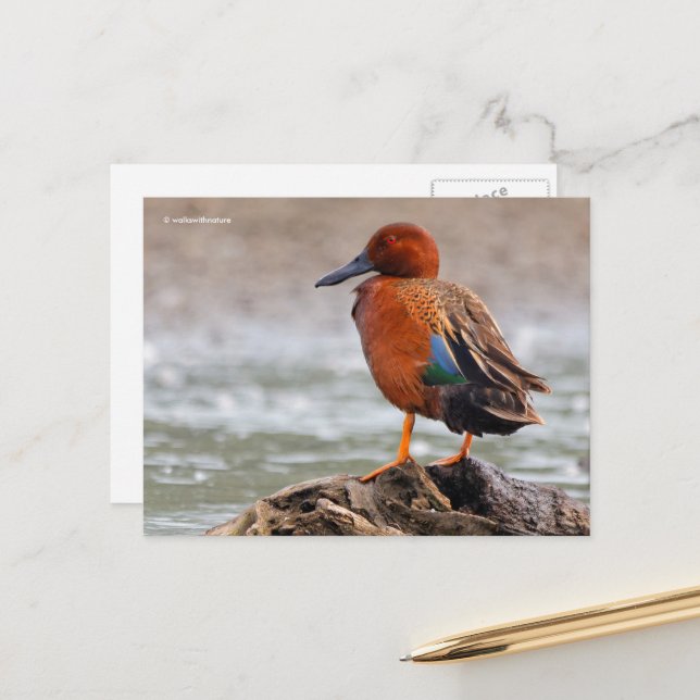 Cinnamon Teal Duck Looks Back Postcard (Front/Back In Situ)