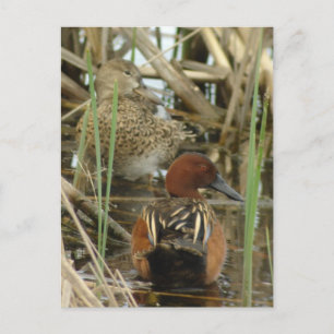 Cinnamon Teal Pair Postcard
