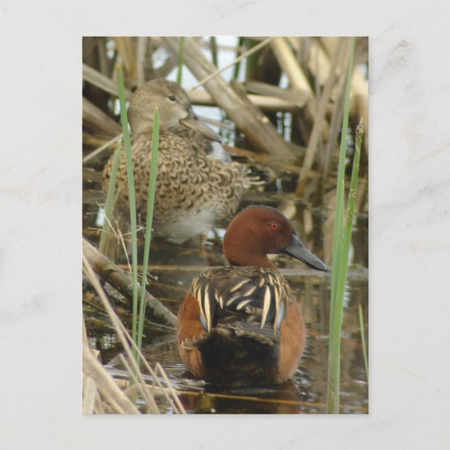 Cinnamon Teal Pair Postcard (Front)