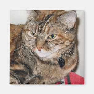 Cinnamon the Cat Magnet