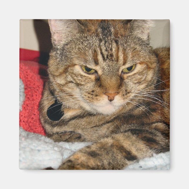 Cinnamon the Cat Magnet (Front)