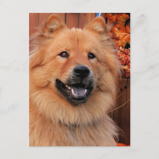 Cinny - Chow Chow Photo-12 Postcard (Front)