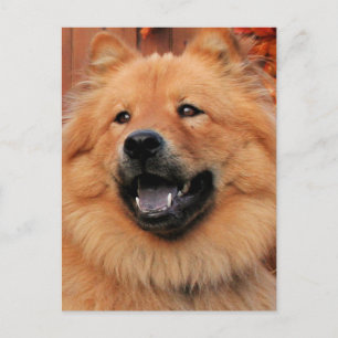 Cinny - Chow Chow Photo - 5 Postcard