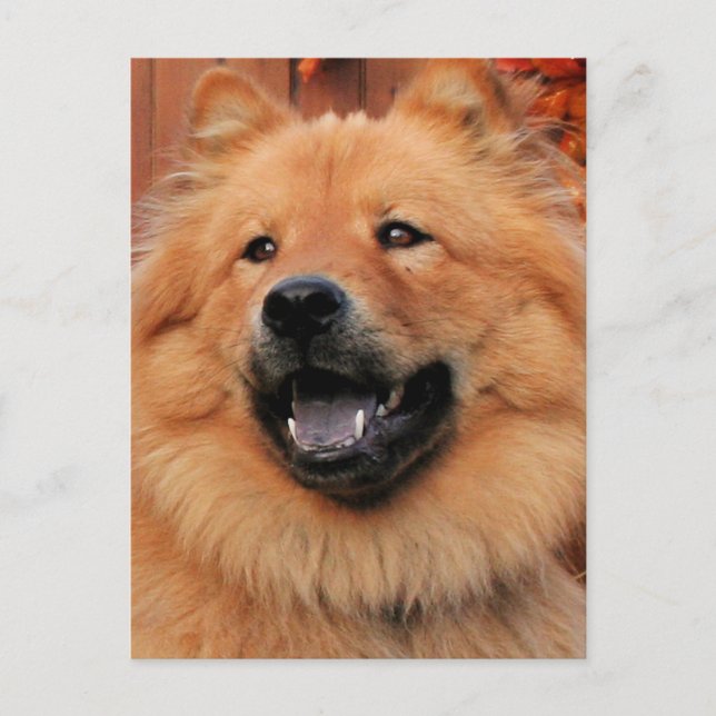 Cinny - Chow Chow Photo - 5 Postcard (Front)