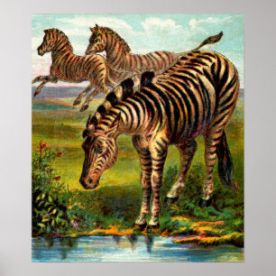 circa 1900 zebras print