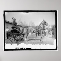 Circa 1911 Horse Photography