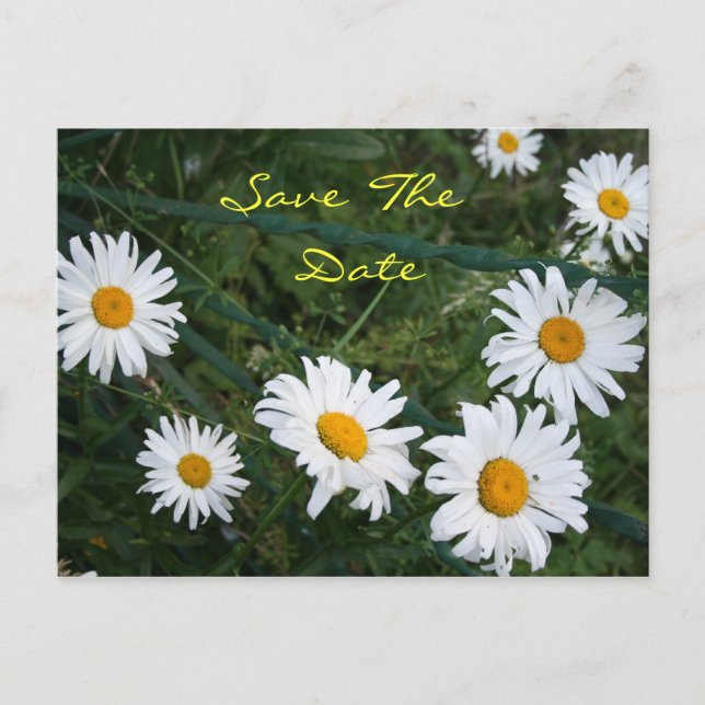 Circle of Daisies Postcard (Front)