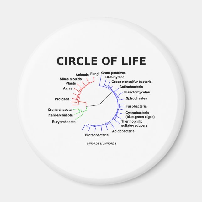 Circle Of Life (Circular Phylogenetic Tree) Magnet (Front)