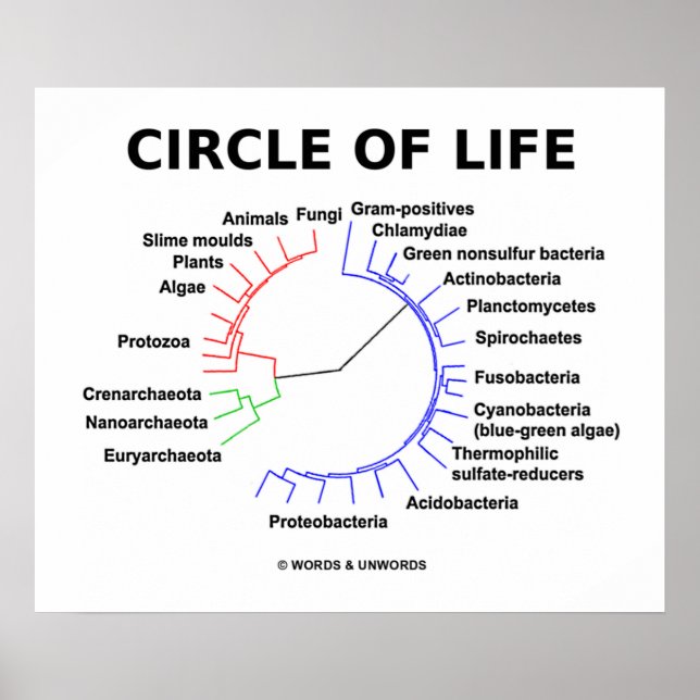 Circle Of Life (Circular Phylogenetic Tree) Poster (Front)