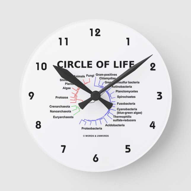 Circle Of Life (Circular Phylogenetic Tree) Round Clock (Front)