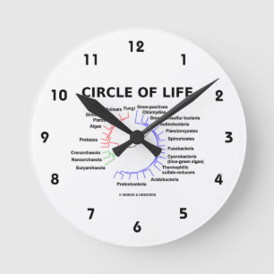 Circle Of Life (Circular Phylogenetic Tree) Round Clock