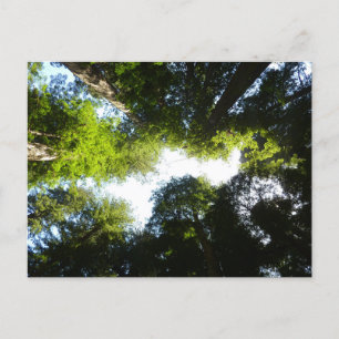 Circle of Redwood Trees at Redwood National Park Postcard