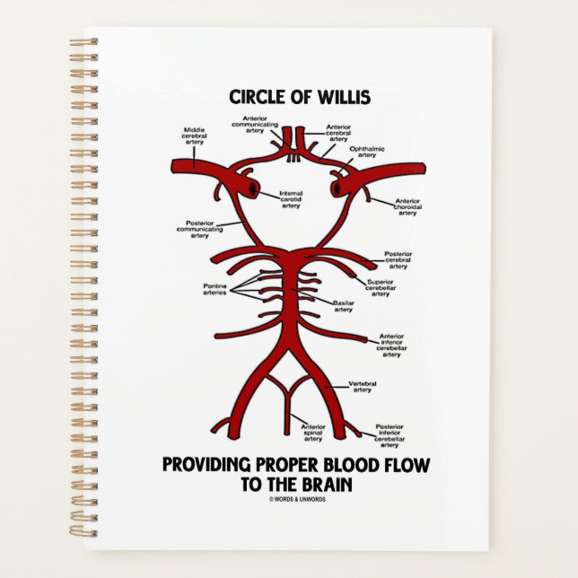 Circle Of Willis Providing Proper Blood Flow Brain Planner (Front)