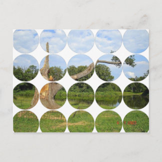 Circle Photo Postcard