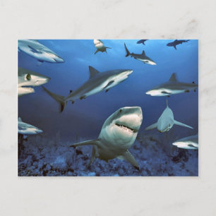 Circling for the kill postcard