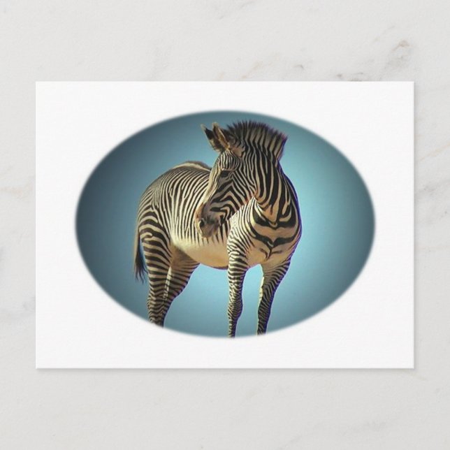 Circular Zebra Postcard (Front)